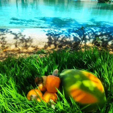 Anacardium-2