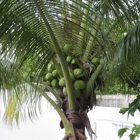 Blue Coconut Cancun Hotel-2