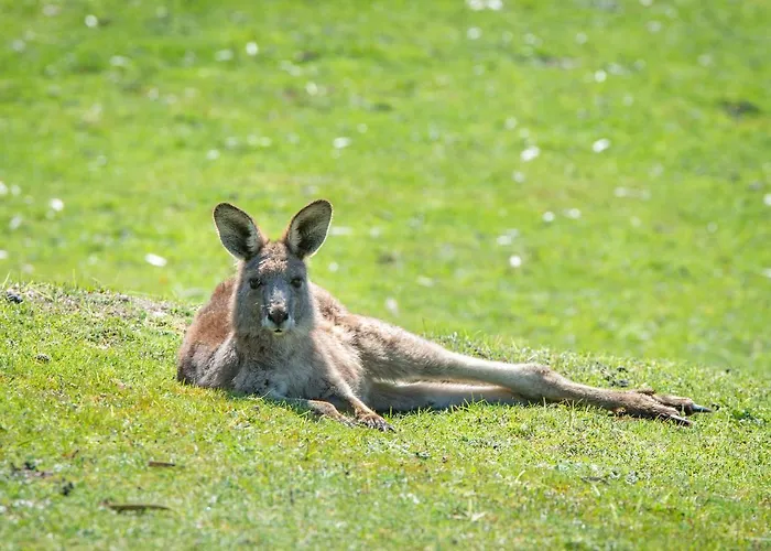 Halls Gap Motel