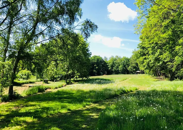 Waldbett unter Buchen