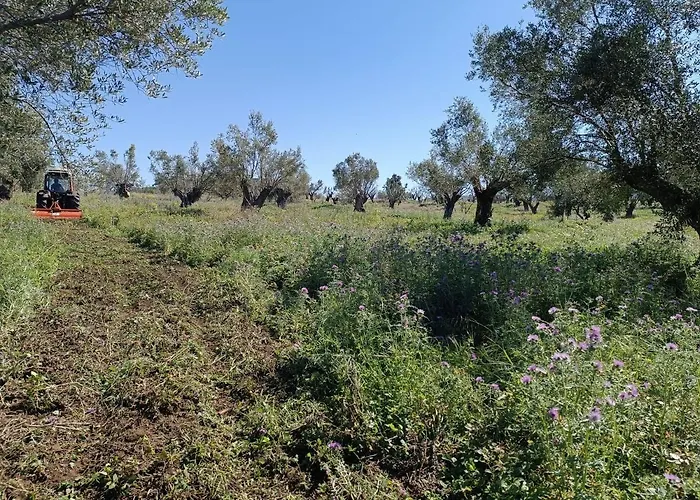 Agriturismo Sant'Anna Orti In Oliveta Biologica Con Vista Sullo Stretto Di Messina