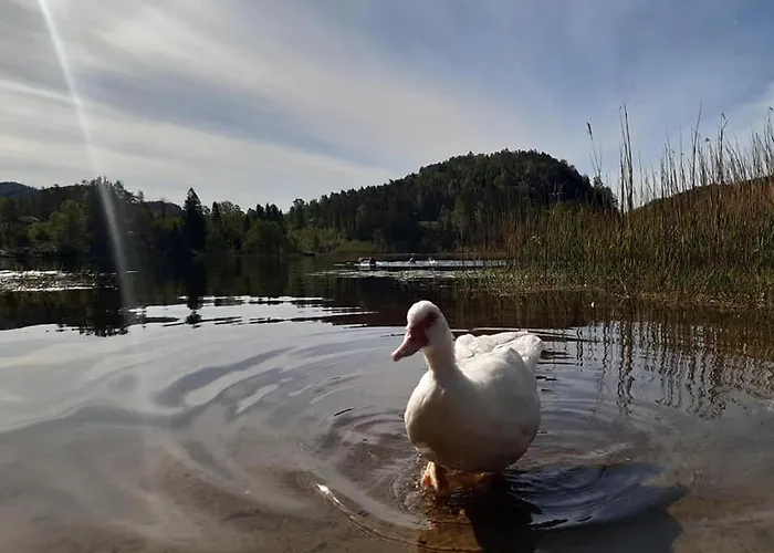 Svindland Camping