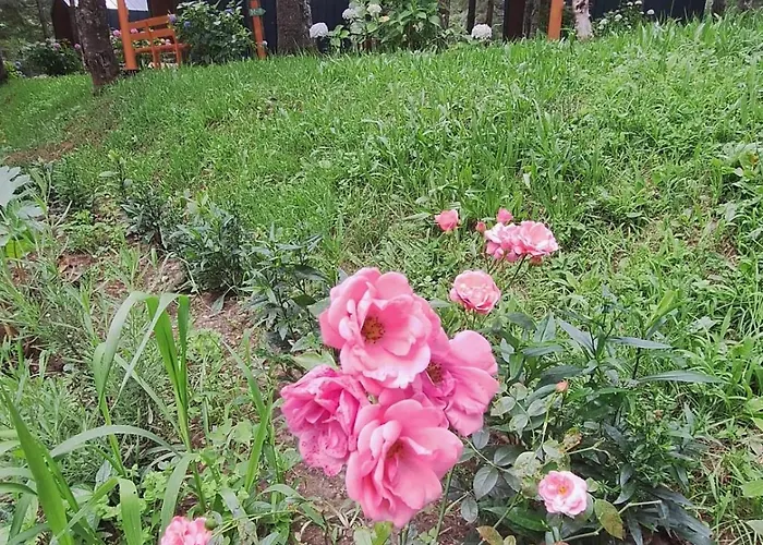 Tumba Sisli Vadi