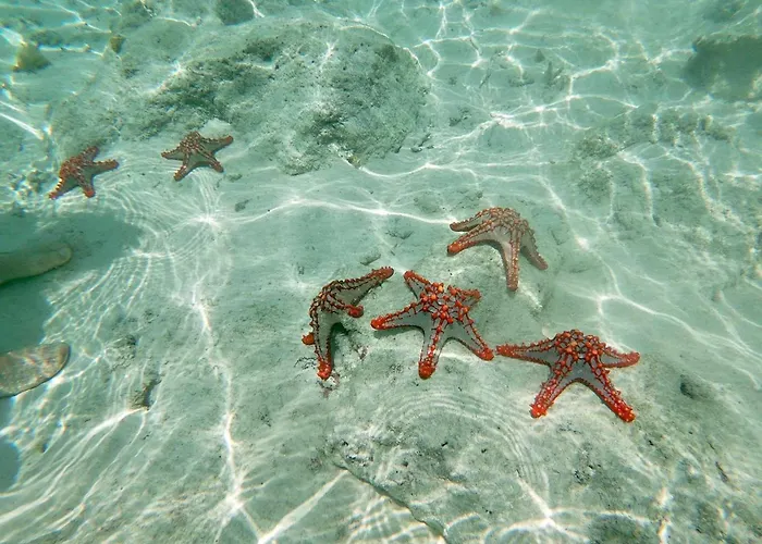 Mambo Paradise
