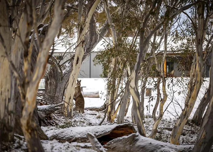 Big Yard Escapes - Two Off-Grid Tiny Houses On The Mowamba River