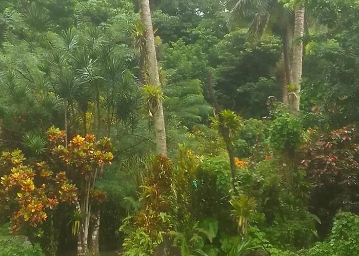 Natty Tropical Valley
