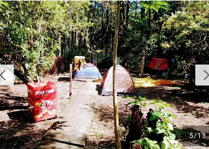 Campin novas palmeiras 953