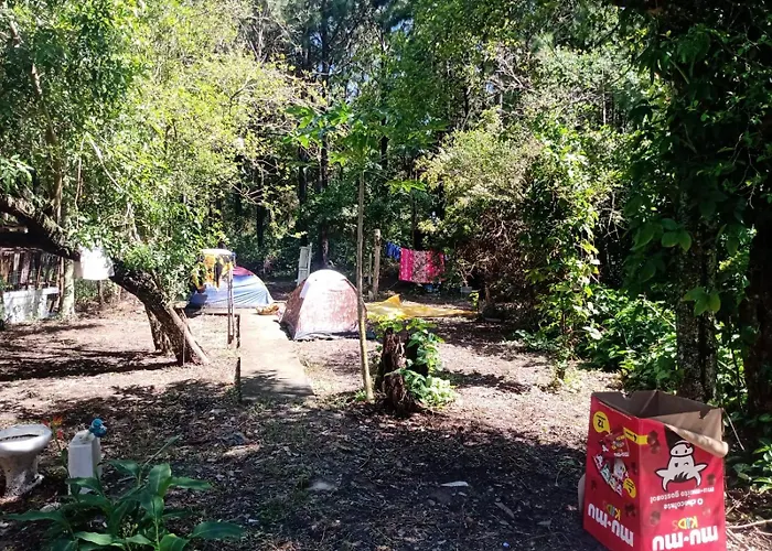 Campin novas palmeiras 953