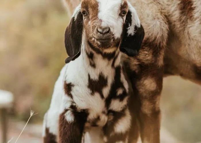 Cozy Farm Stay For Two