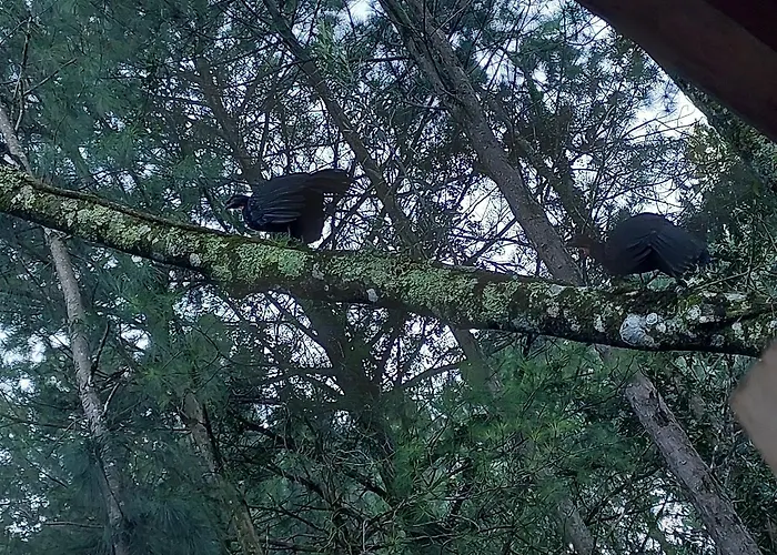 Cabana em gramado