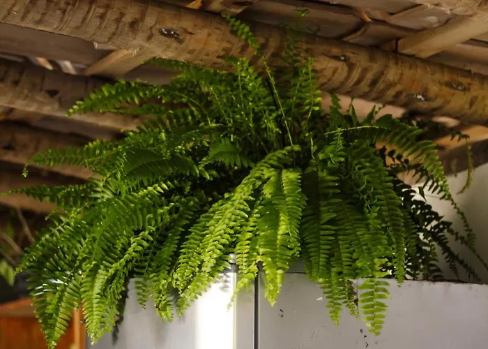 Pousada Flora Caraiva