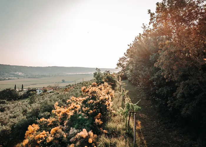 Private Olive Glamping With Tiny House And Two Tents