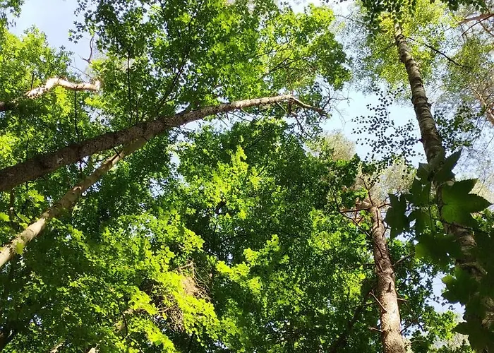 Baumzelt Mitten Im Wald Bis 180Kg