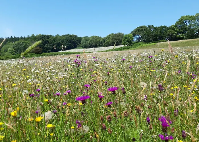 Hogchester Meadow Pods