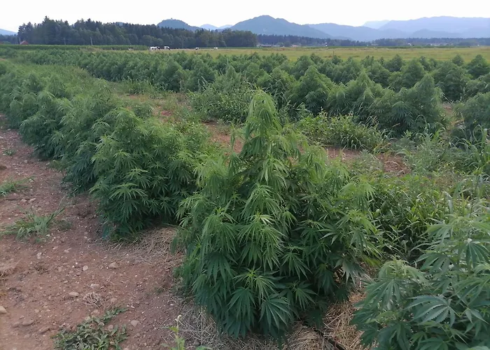Hemp Farm Paradise Near Bled And Ljubljana