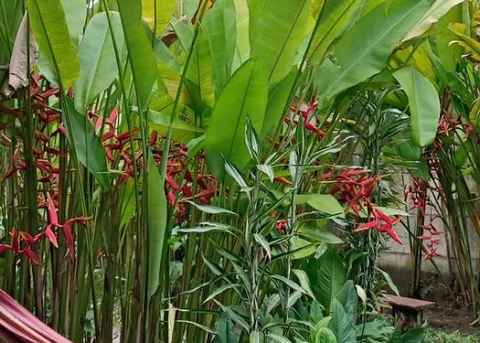 Cabinas Tortuguero