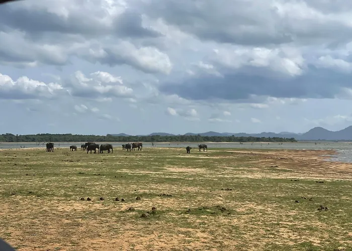 Amba Kola Udawalawa