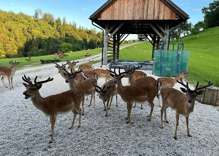 Glamping - Domacija Lampercek