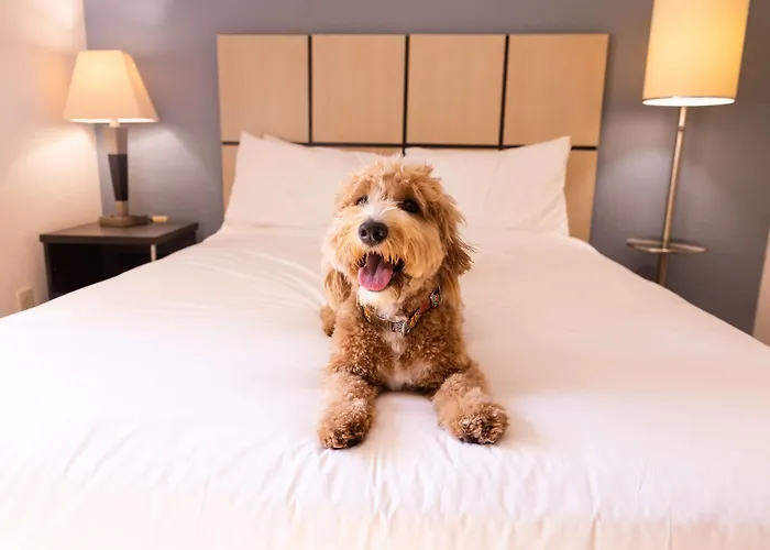 Sonesta Simply Suites Chicago O'Hare Airport