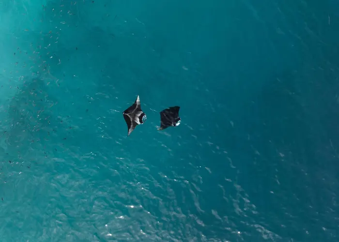 Nest By Hawks Hotels Kamadhoo Baa Atoll