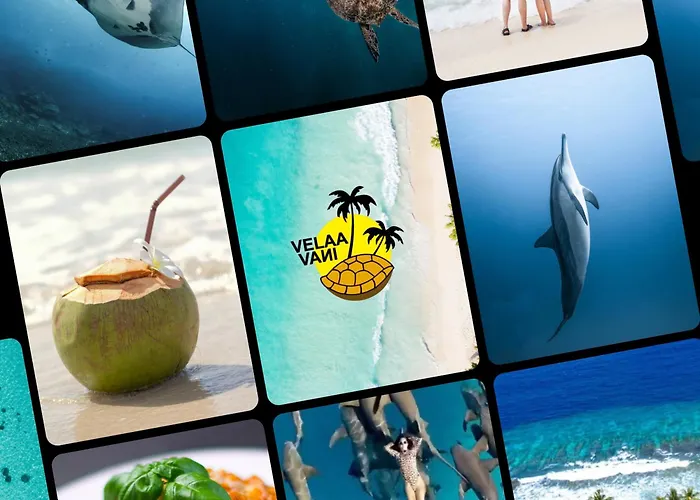 Velaavani - Turtle Hive Dhiffushi