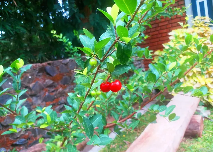 Honey Tree Polonnaruwa