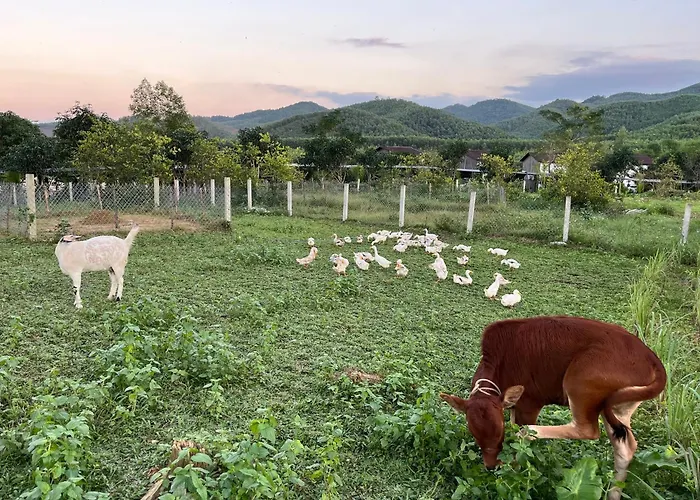 Phong Nha Mini Farm - Nguyen Shack