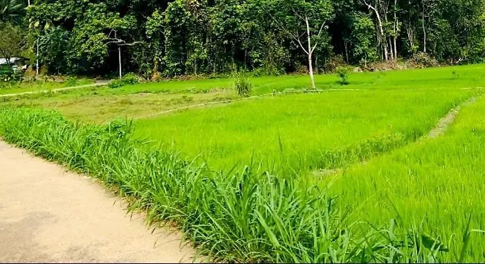K & S Tours And Imaduwa Paddy Field Villa