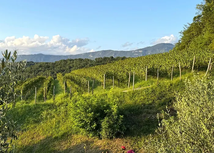 Saxida Wine & Camping Resort - Campsite