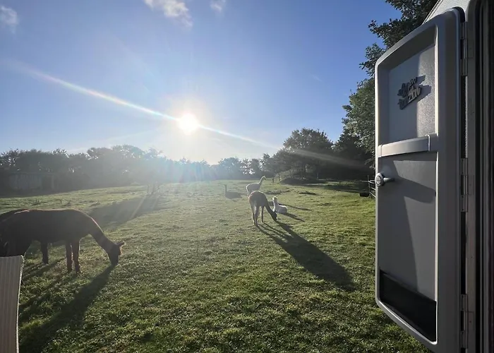 Sleep With Alpacas I Glamping Retreat In National Park Thy