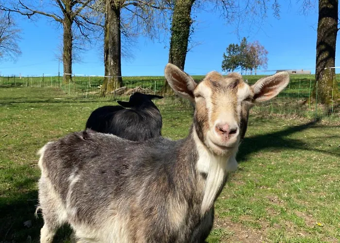 La Ferme Des Lamas Dordogne