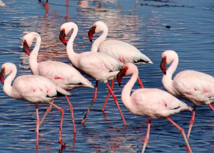 Flamingo Villas Boutique Hotel