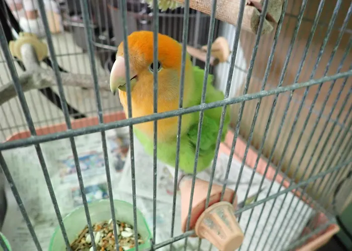 ルナテッラセ