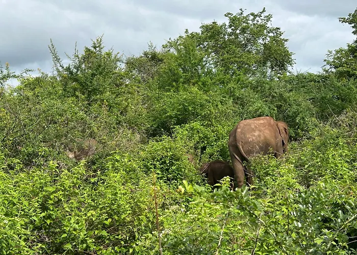 Wild Safari Clay House