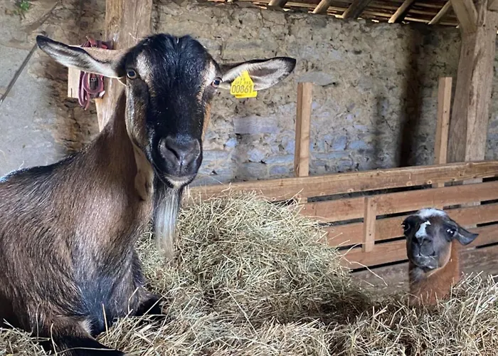 La Ferme Des Lamas Dordogne