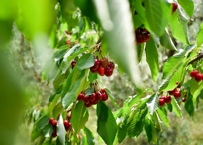 Terre Di Nacchia
