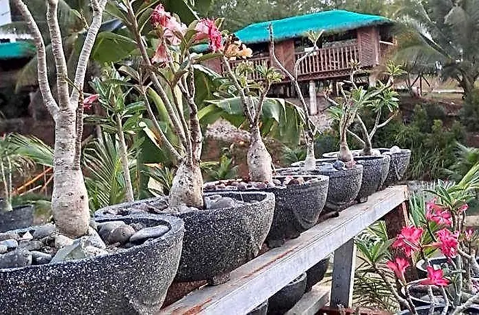 Ba'An Talae Eco Farm Resort & Hotel