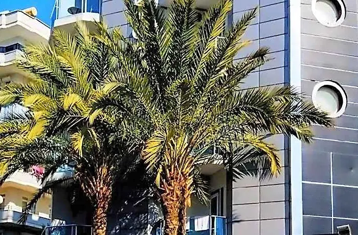 Cleopatra City Hotel Alanya