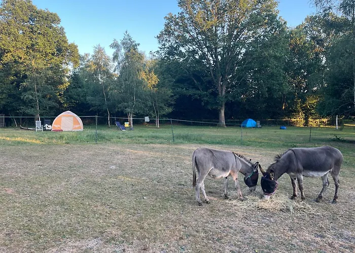 Woodlands Camping