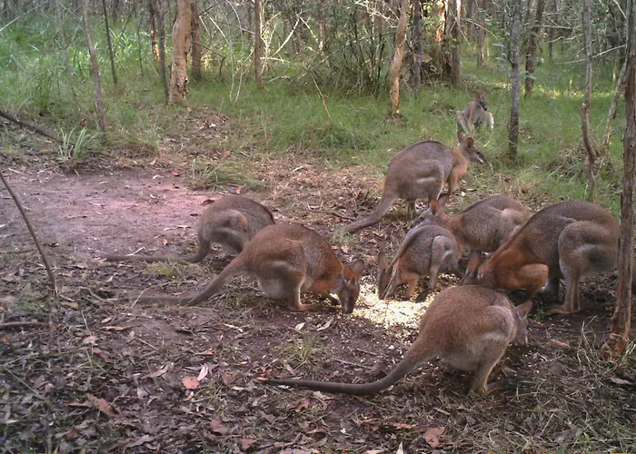 Bungawalbyn Wildlife Retreat