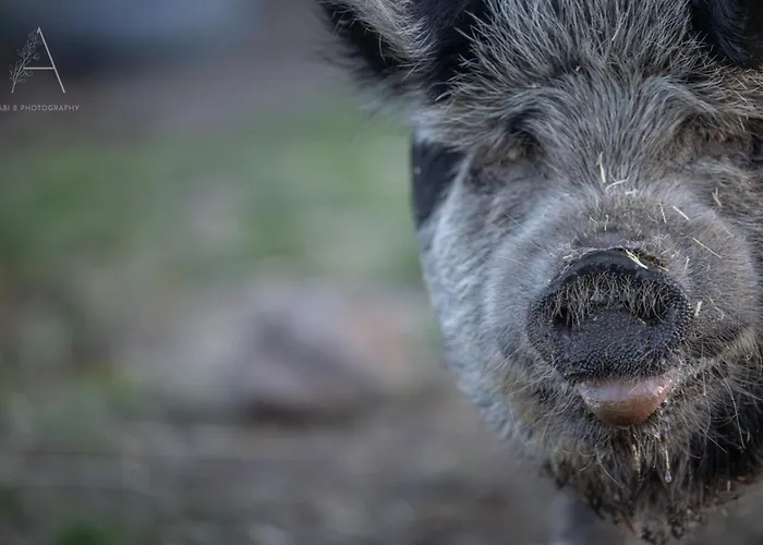 Caravan Escape At Galahad'S Animal Sanctuary