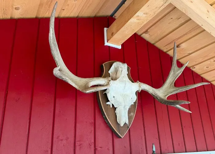 Sjarmerende Campinghytte I Skogen