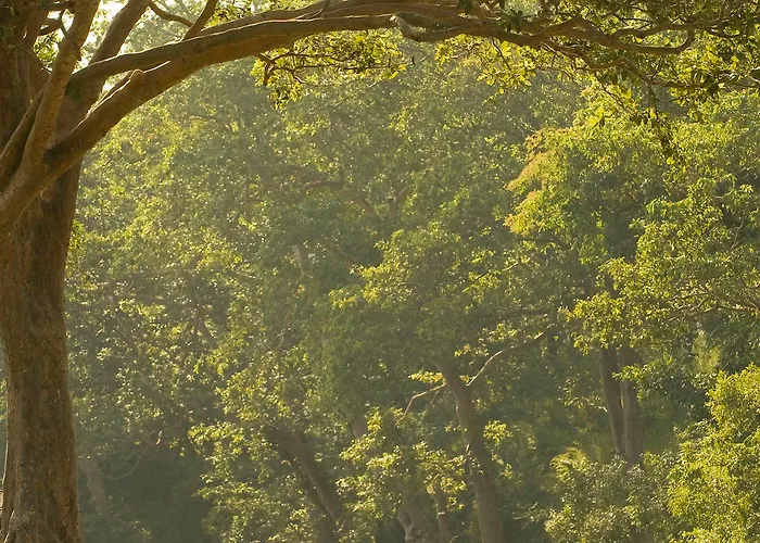 Banjaar Tola Kanha
