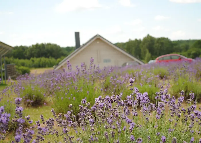 Lavender Village